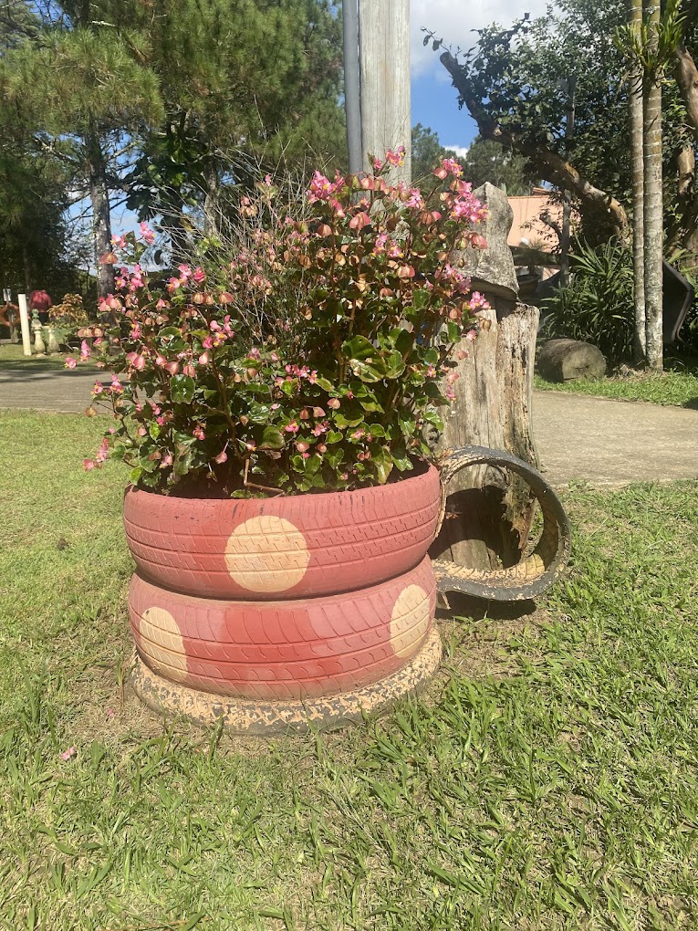 Jardim com flores